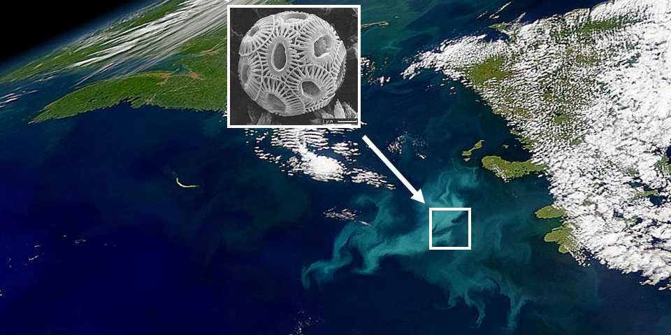 Enlarged view: NASA image of large-scale phytoplankton bloom